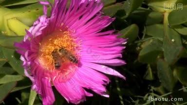 两只蜜蜂群集在花上